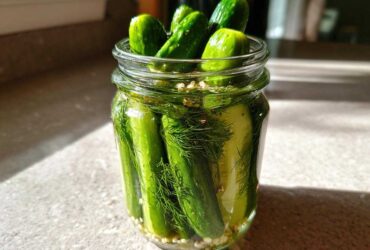 A glass jar filled with fresh cucumbers, dill, and spices for making refrigerator pickles, sitting in sunlight.